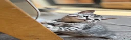 Scottish Fold cats for sale: Scottish Straight Kittens  - Advert 16