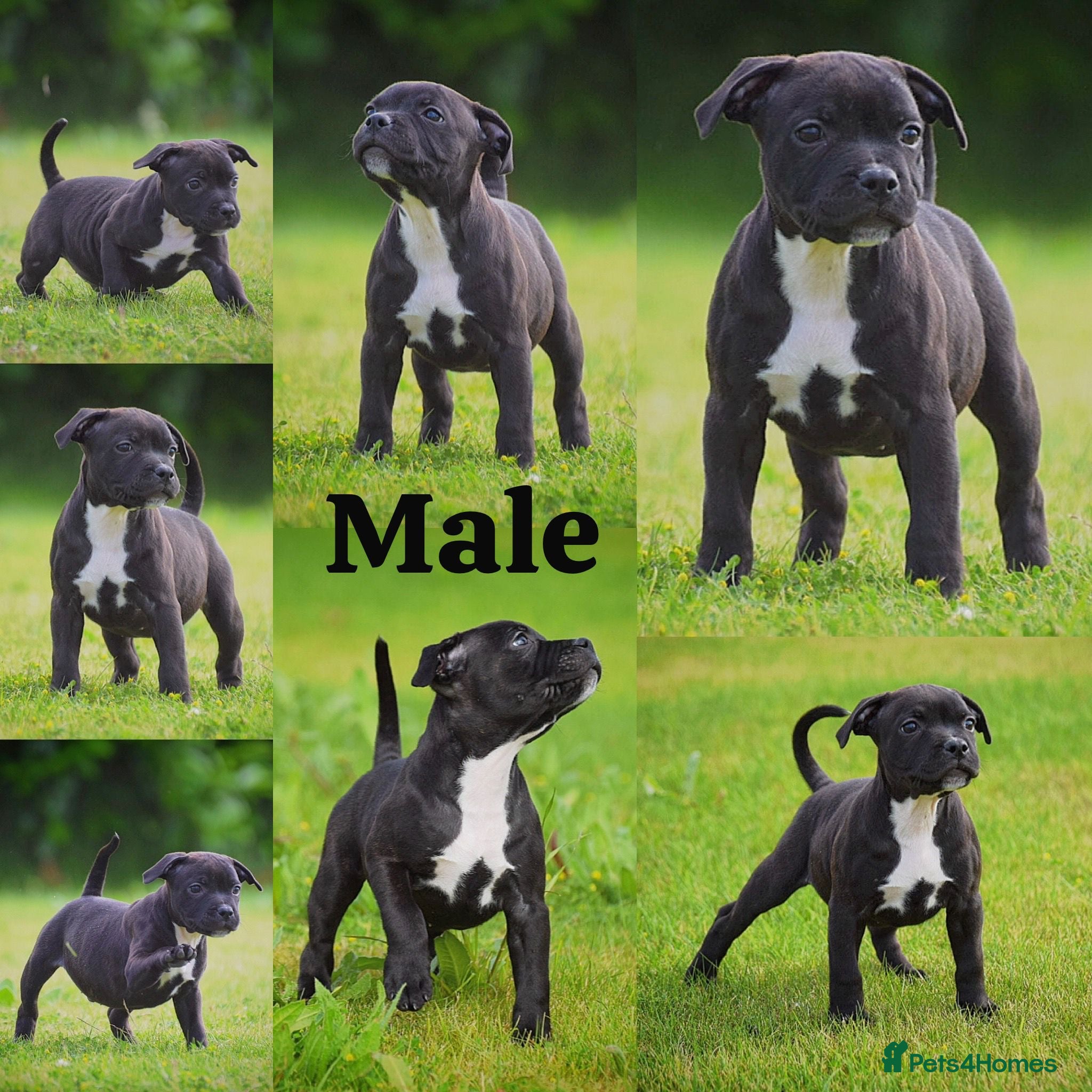 Staffordshire Bull Terrier dogs 24 years experience, 5⭐️rated licensed registered. - Advert 4