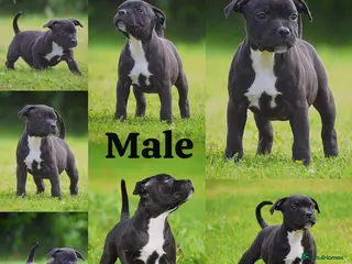 Staffordshire Bull Terrier dogs 24 years experience, 5⭐️rated licensed registered. - Advert 4
