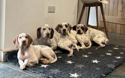 German Shorthaired Pointer dogs for sale: Braque Du Bourbonnais 🇫🇷 French Pointer - Image 7