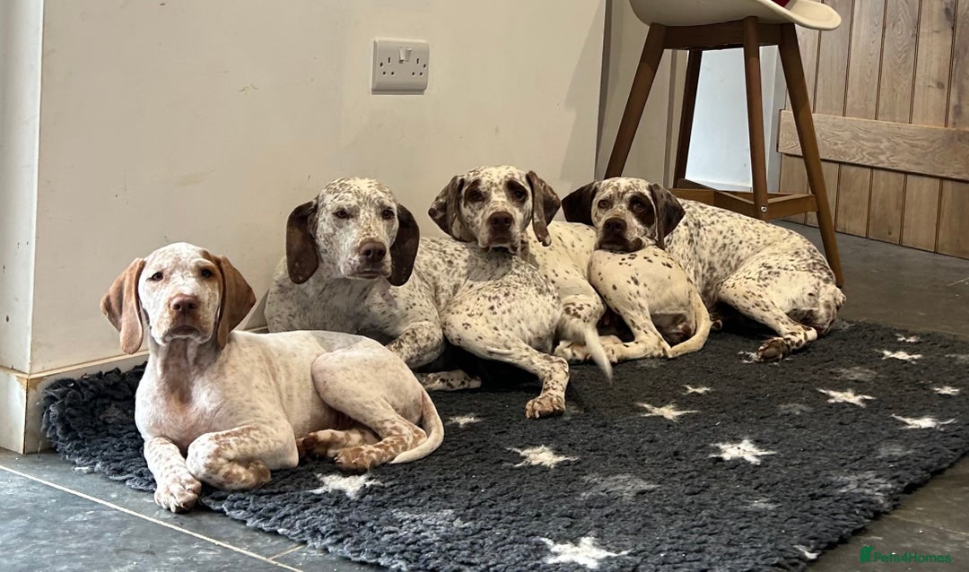 German Shorthaired Pointer dogs for sale: Braque Du Bourbonnais 🇫🇷 French Pointer - Image 7