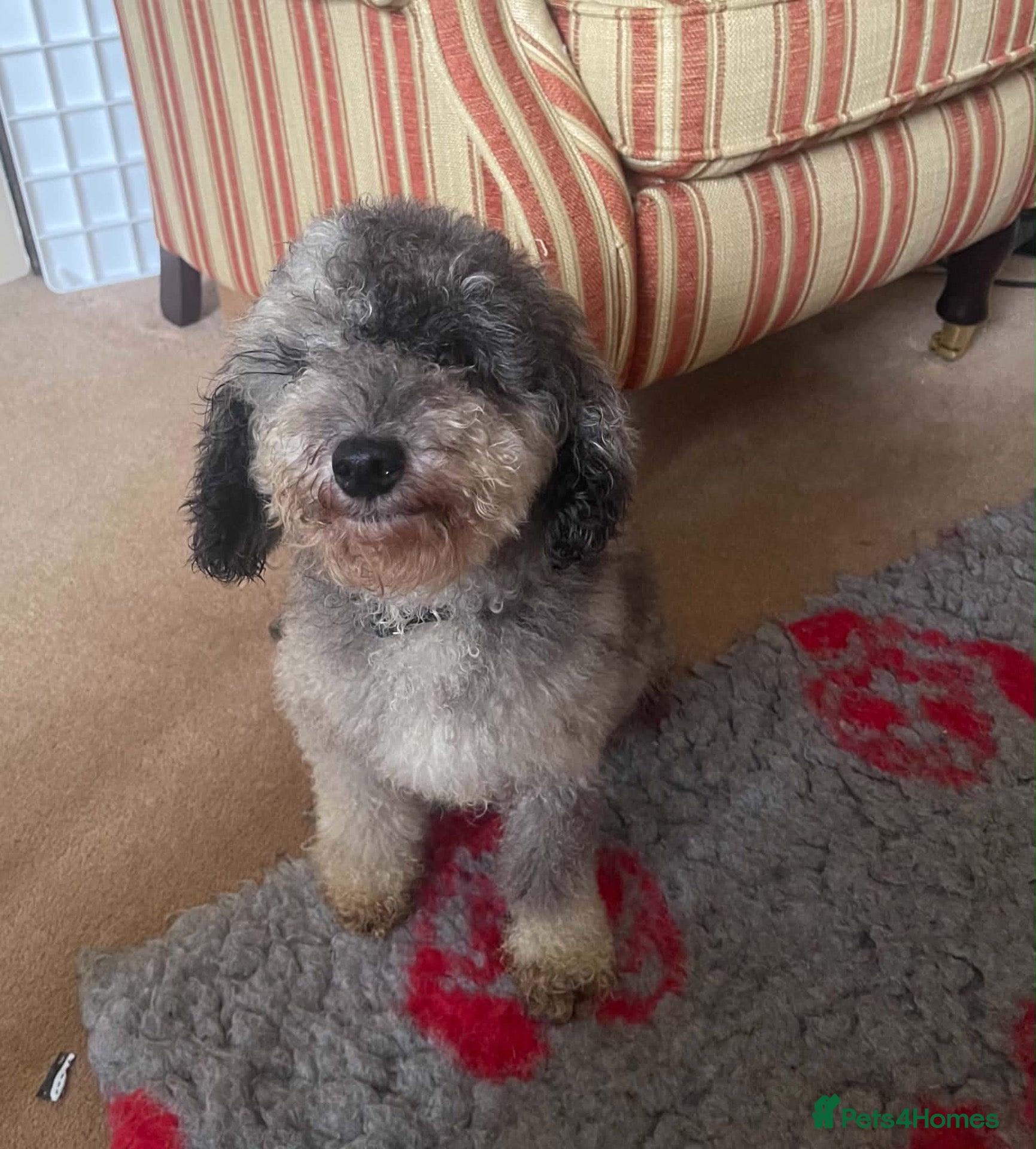Toy Poodle dogs Toy Poodle standing at stud  - Advert 5