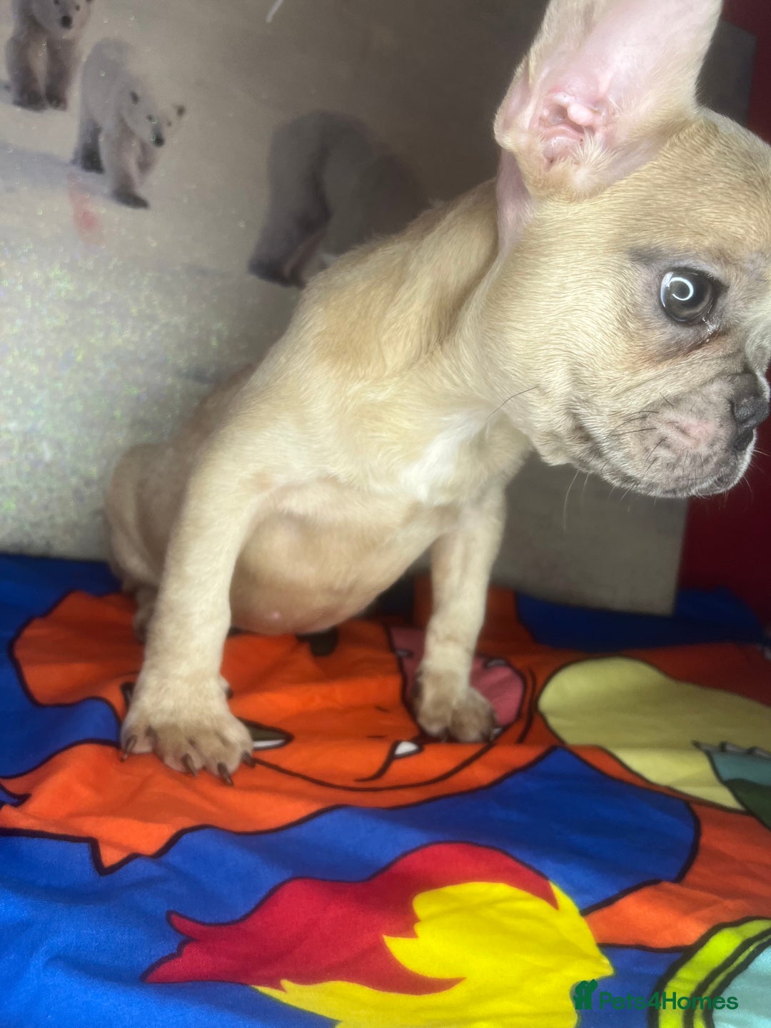 French Bulldog dogs for sale: 🐾 French Bulldog Puppies for Sale - Image 14