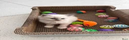 Ragdoll cats for sale: Ragdoll kittens full breed  - Advert 6