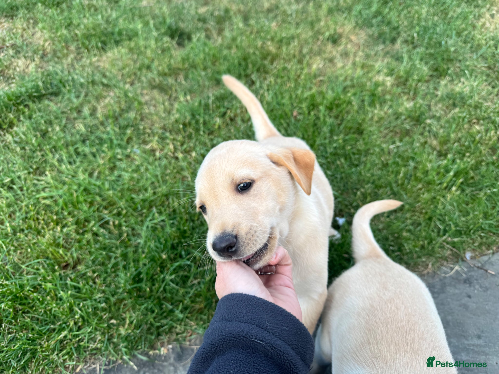 Labrador Retriever dogs KC Registered Working Labrador Pups  - Advert 2