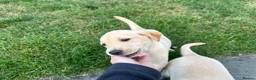 Labrador Retriever dogs for sale: KC Registered Working Labrador Pups  - Advert 10