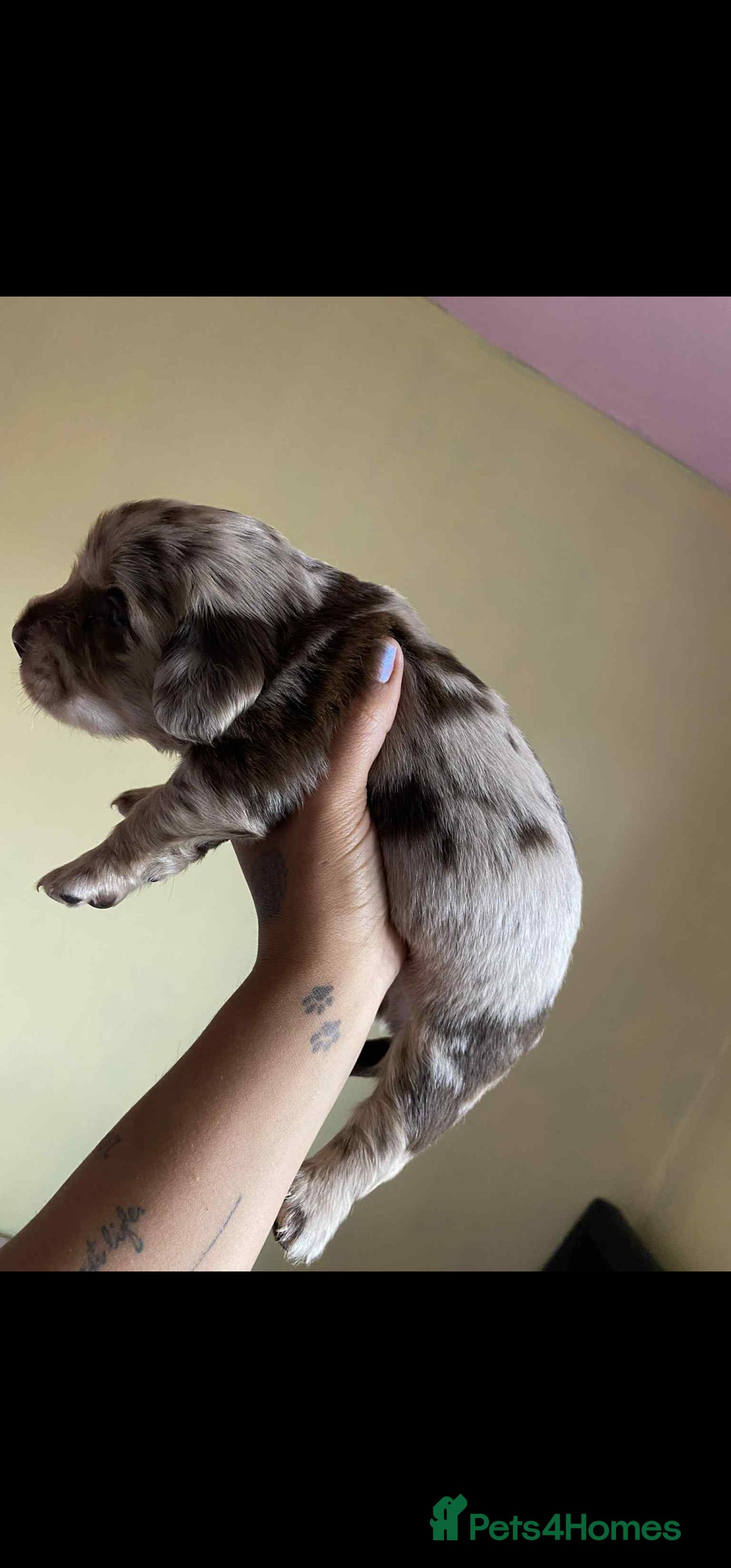 Dachshund dogs for sale: Miniature Dachshund cross pup - Image 9