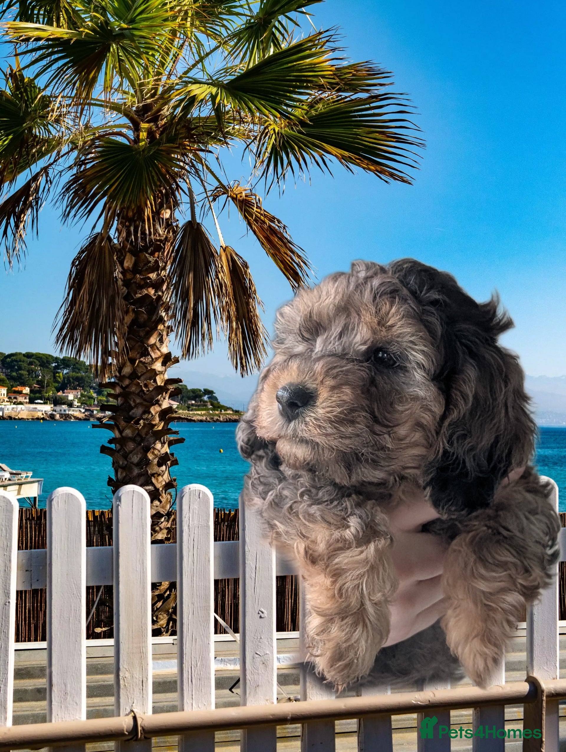 Cockapoo dogs F2b Cockapoos Amazing coats Parents DNA clear. RTL - Advert 3