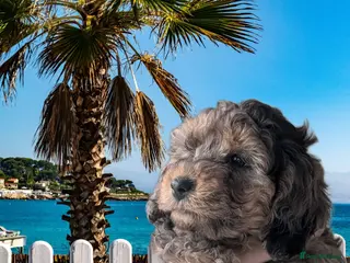 Cockapoo dogs F2b Cockapoos Amazing coats Parents DNA clear. RTL - Advert 3