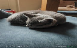 British Shorthair cats for sale: Beautiful British short-hair cross - Image 9