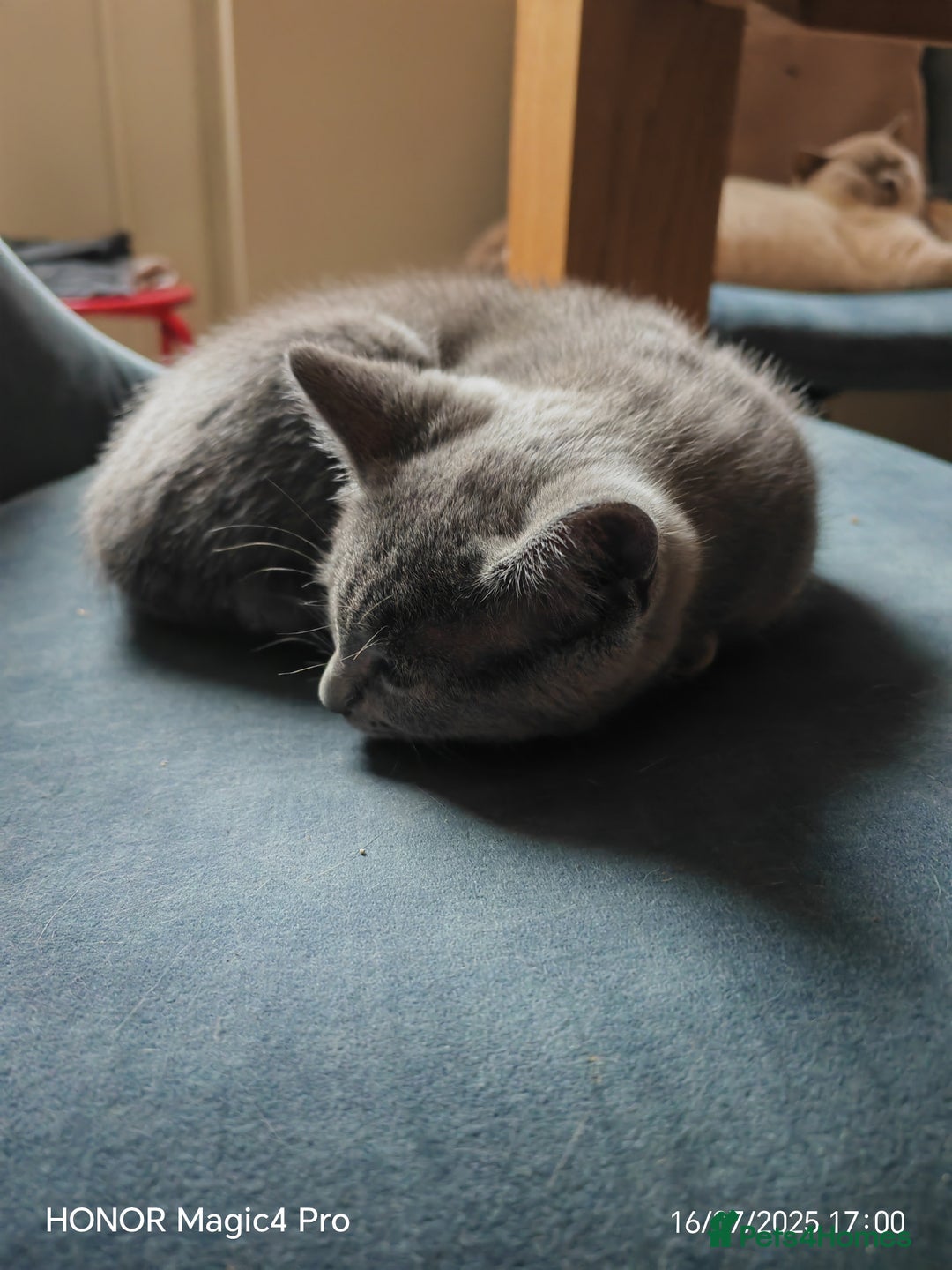 British Shorthair cats for sale: Beautiful British short-hair cross - Image 9