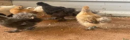 Chickens poultry for sale: Light Sussex. Buff Sussex . Orpington’s & silkies  - Advert 4