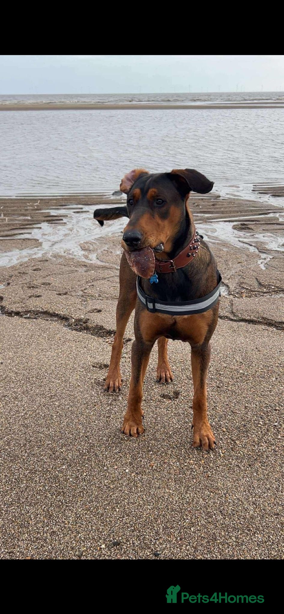 Mixed Breed dogs Doberman cross puppy  - Advert 12