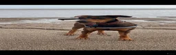 Mixed Breed dogs for sale: Doberman cross puppy  - Advert 1
