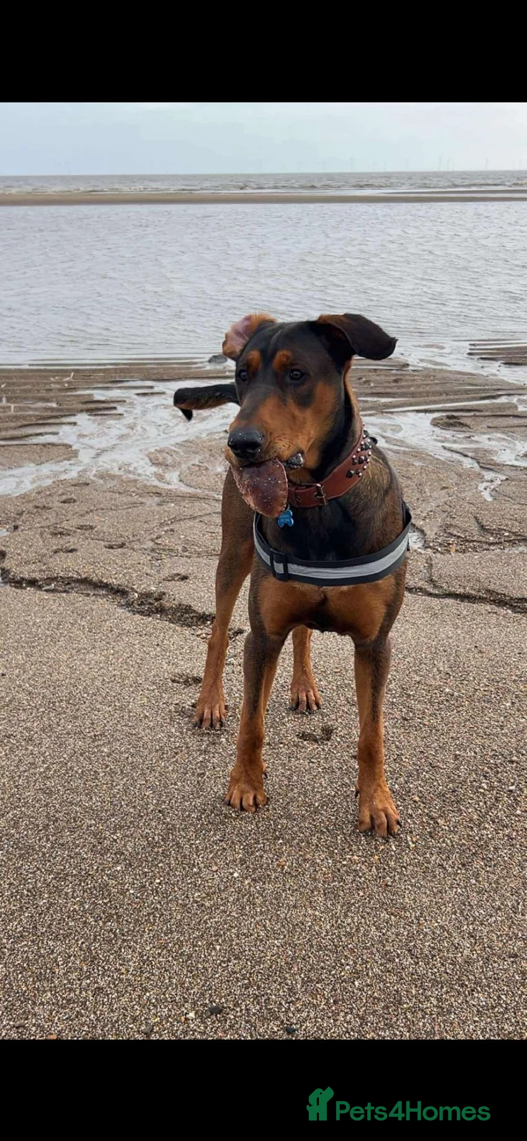Mixed Breed dogs for sale: Doberman cross puppy  - Advert 1