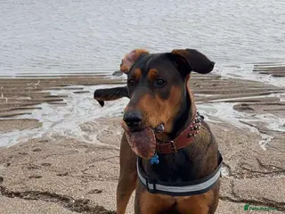 Mixed Breed dogs Doberman cross puppy - Advert 12