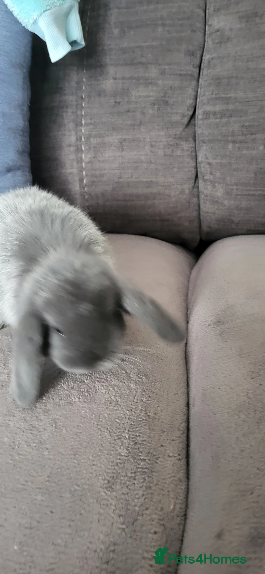 Mini Lop rabbits for sale: Beautiful Mini lop looking good a home  - Advert 3
