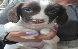 English Springer Spaniel dogs for sale: Springer pups - Image 7