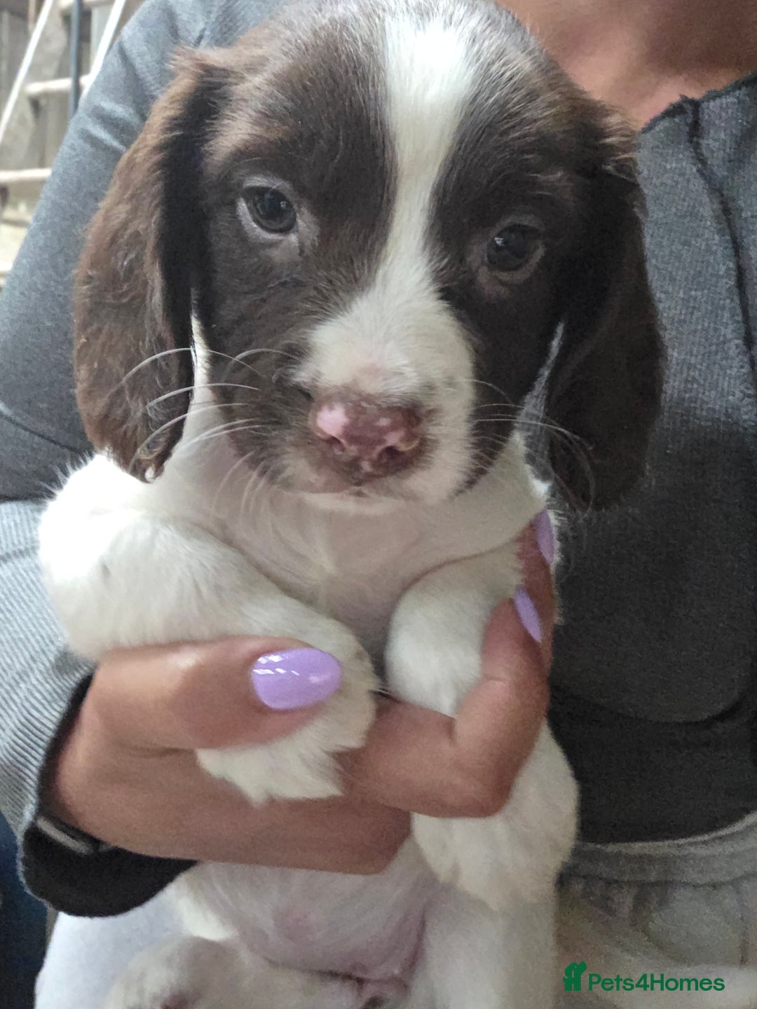 English Springer Spaniel dogs for sale: Springer pups - Image 7