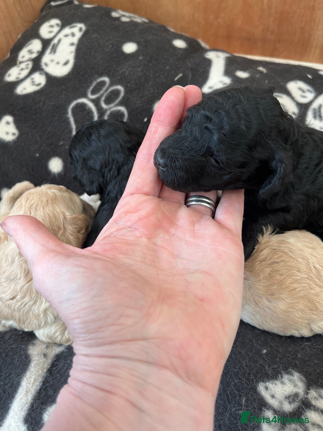 Miniature Poodle dogs for sale: Gorgeous miniature poodle pups - Image 6