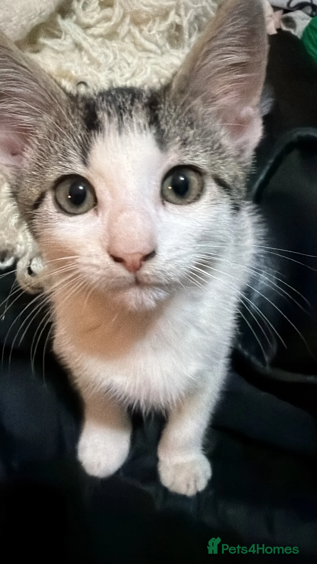 Mixed Breed cats for sale: mother cat and kitten for sale open offers in Barking - Advert 7