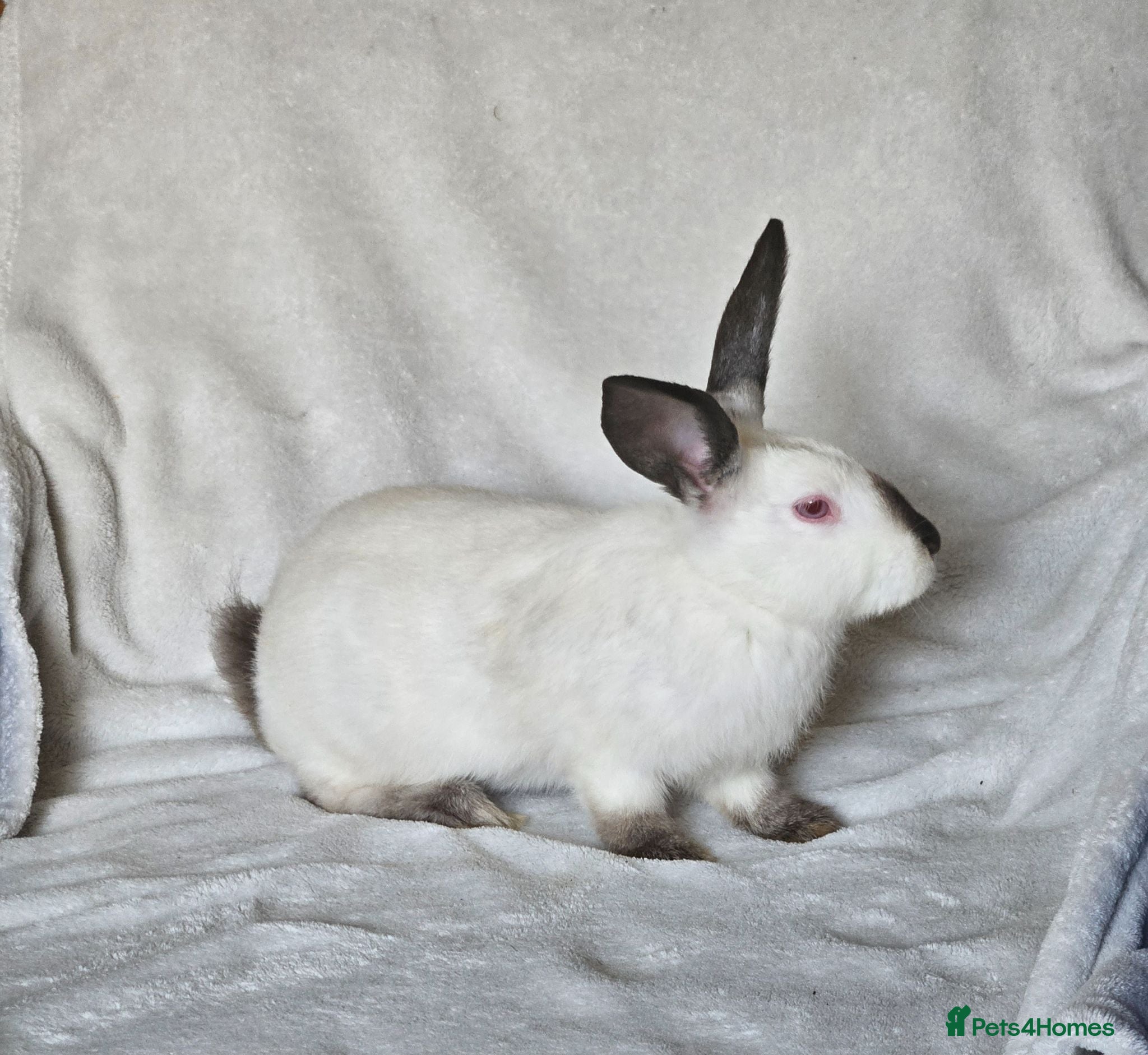 Californian rabbits Californian male  - Advert 2