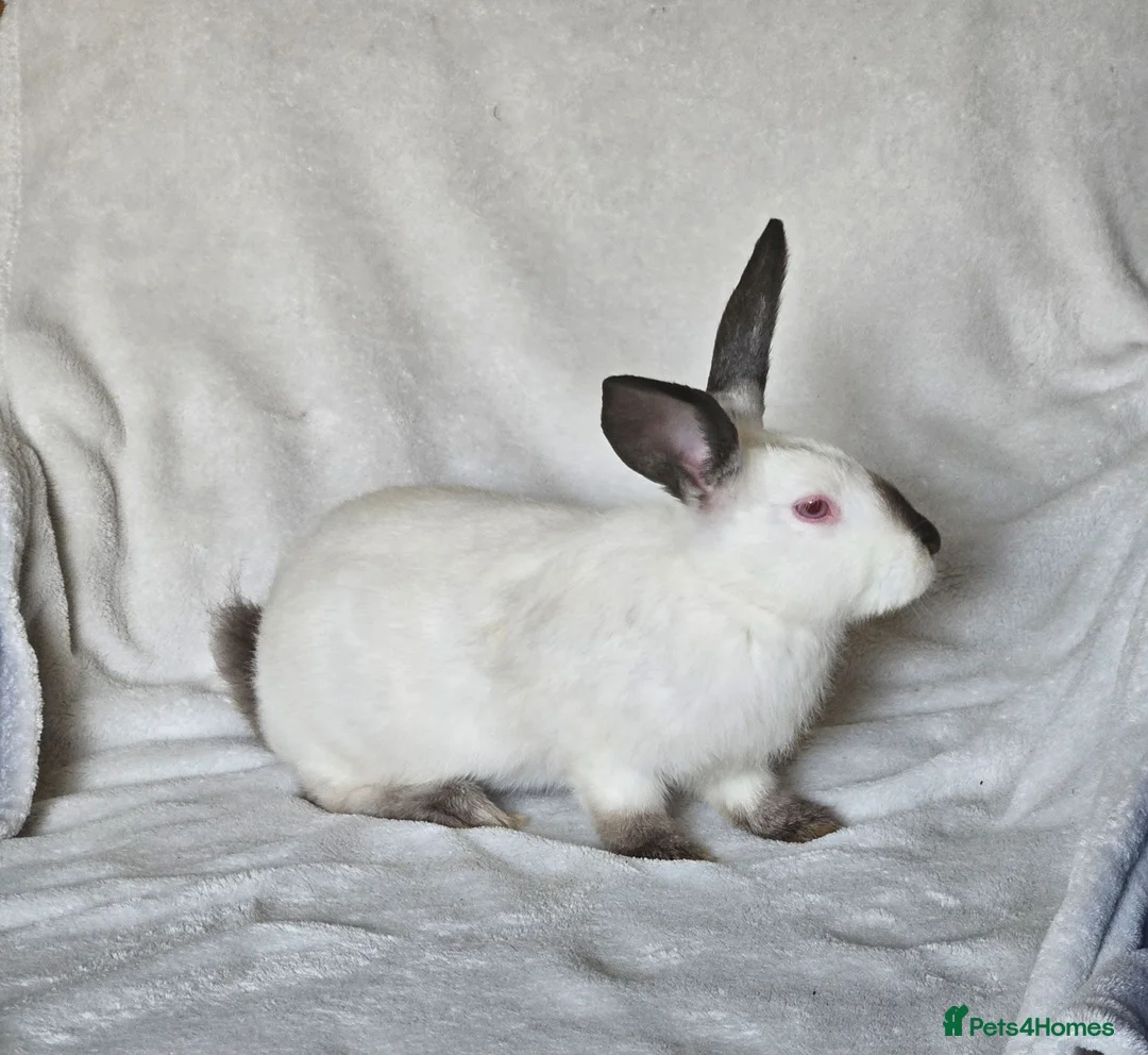 Californian rabbits for sale: Californian male  - Advert 1