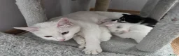 Turkish Angora cats for sale: Beautiful kitten looking for a new loving home - Advert 5