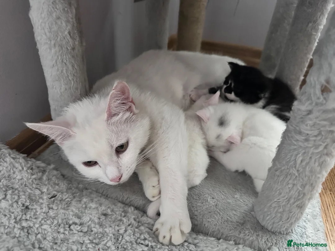 Turkish Angora cats for sale: Beautiful kitten looking for a new loving home - Advert 5