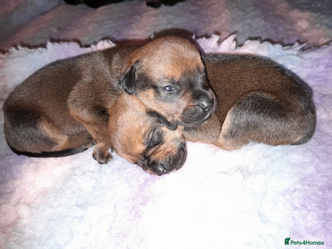 Mixed Breed dogs for sale: Rottweiler/pressa f1 - Image 9