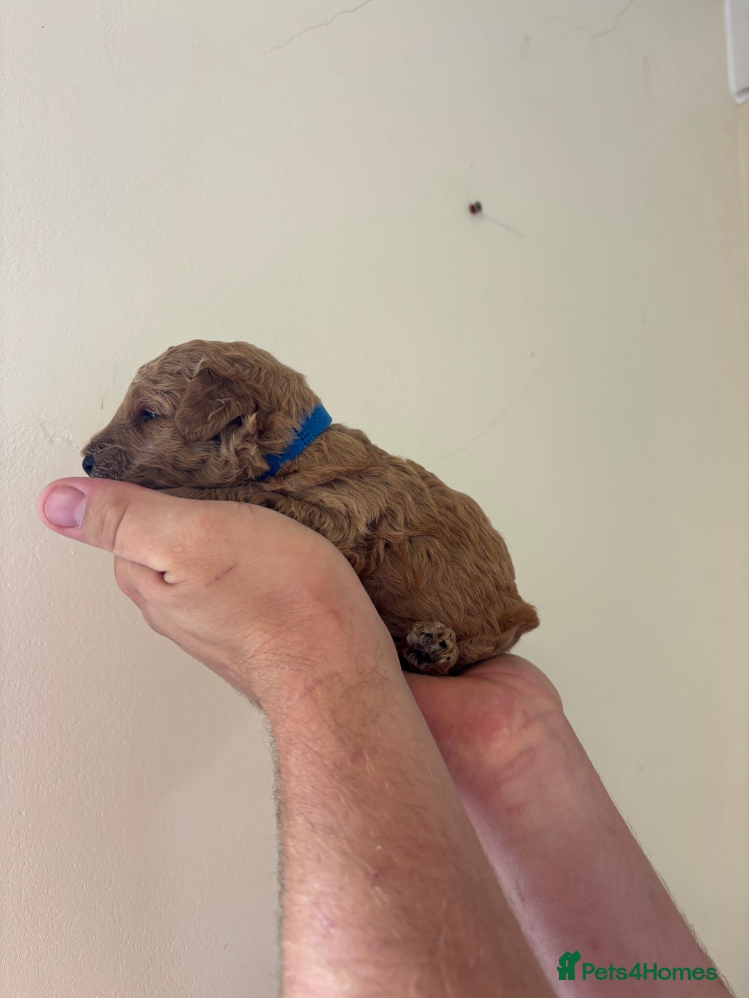 Cockapoo dogs for sale: F1b cockapoo pups  in Pickering - Image 6