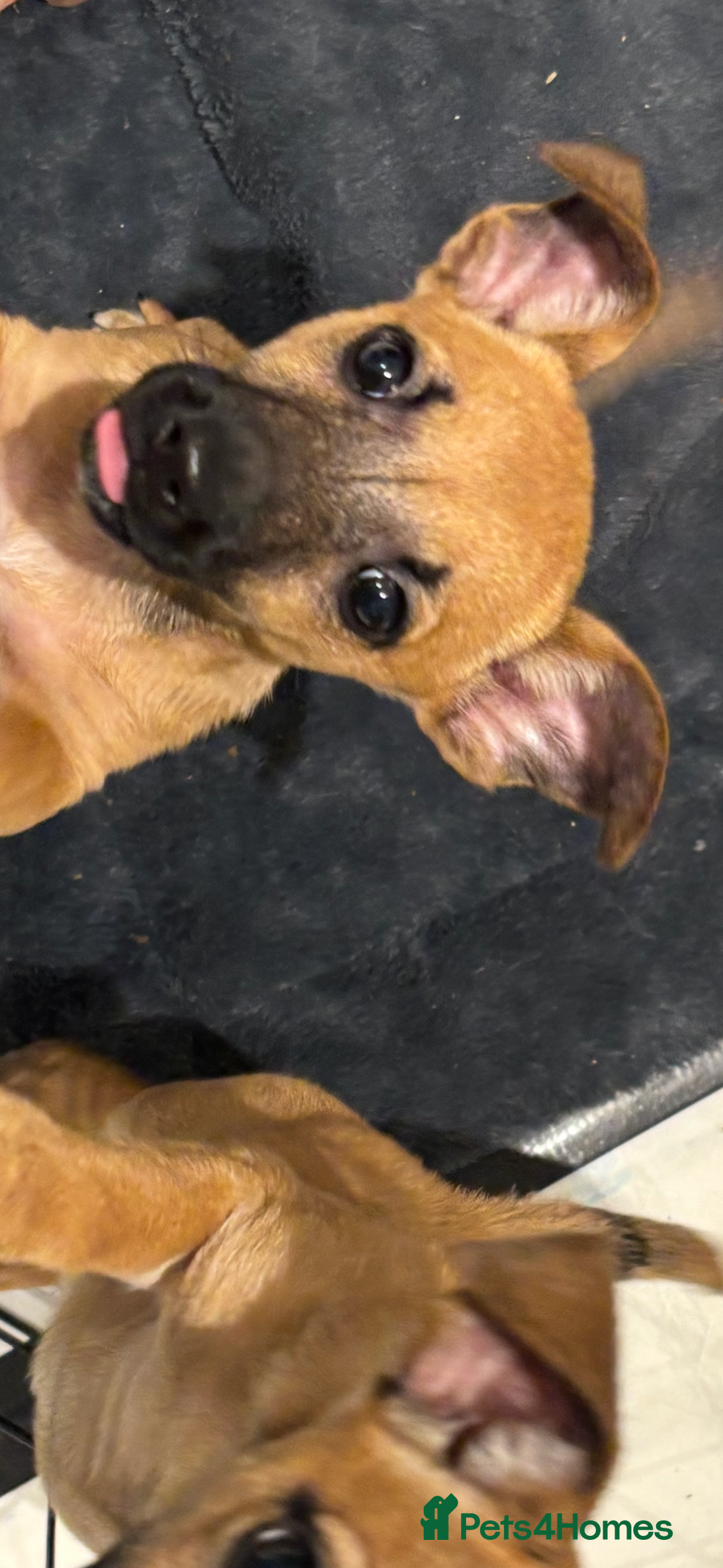 Jack Russell dogs for sale: Adorable Jack Russell puppies  - Advert 2