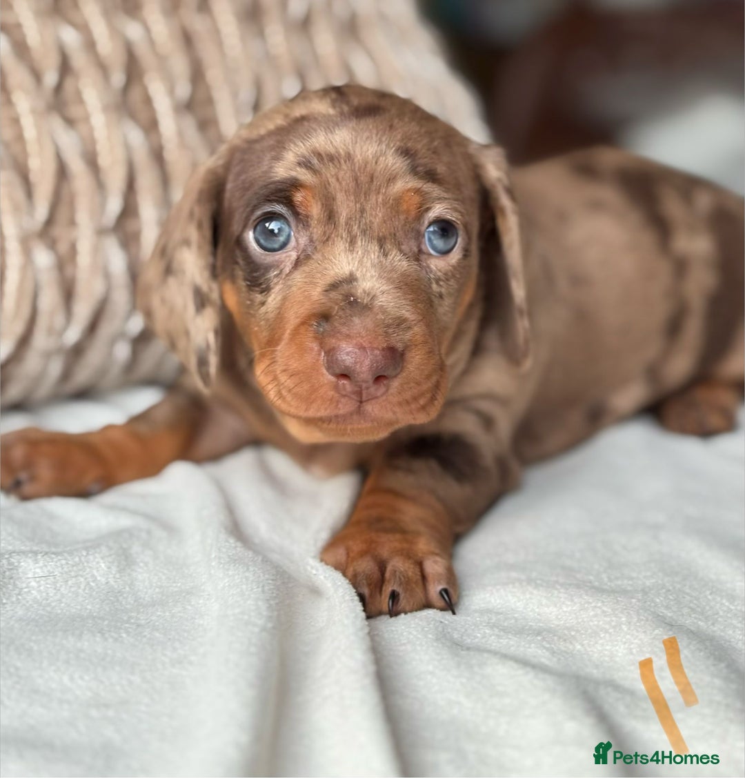 Miniature Dachshund dogs for sale: For Sale Adorable Miniature Dachshund puppies - Advert 13