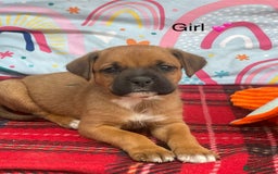 Rottweiler dogs for sale: Gorgeous Sovereign Puppies - Image 6