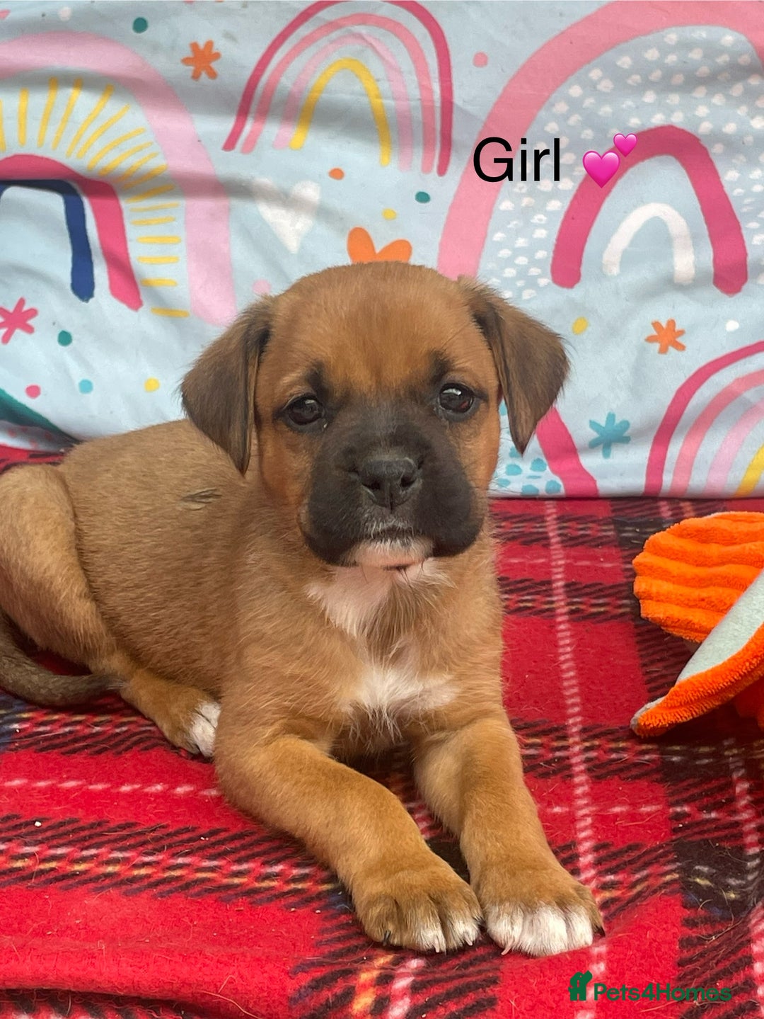 Rottweiler dogs for sale: Gorgeous Sovereign Puppies - Image 6