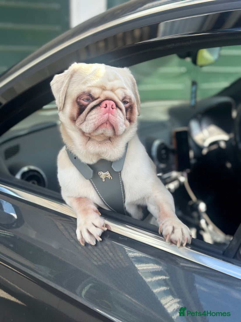 Pug dogs For stud  - Advert 2