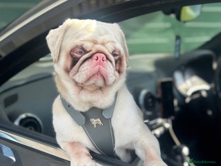 Pug dogs For stud - Advert 1