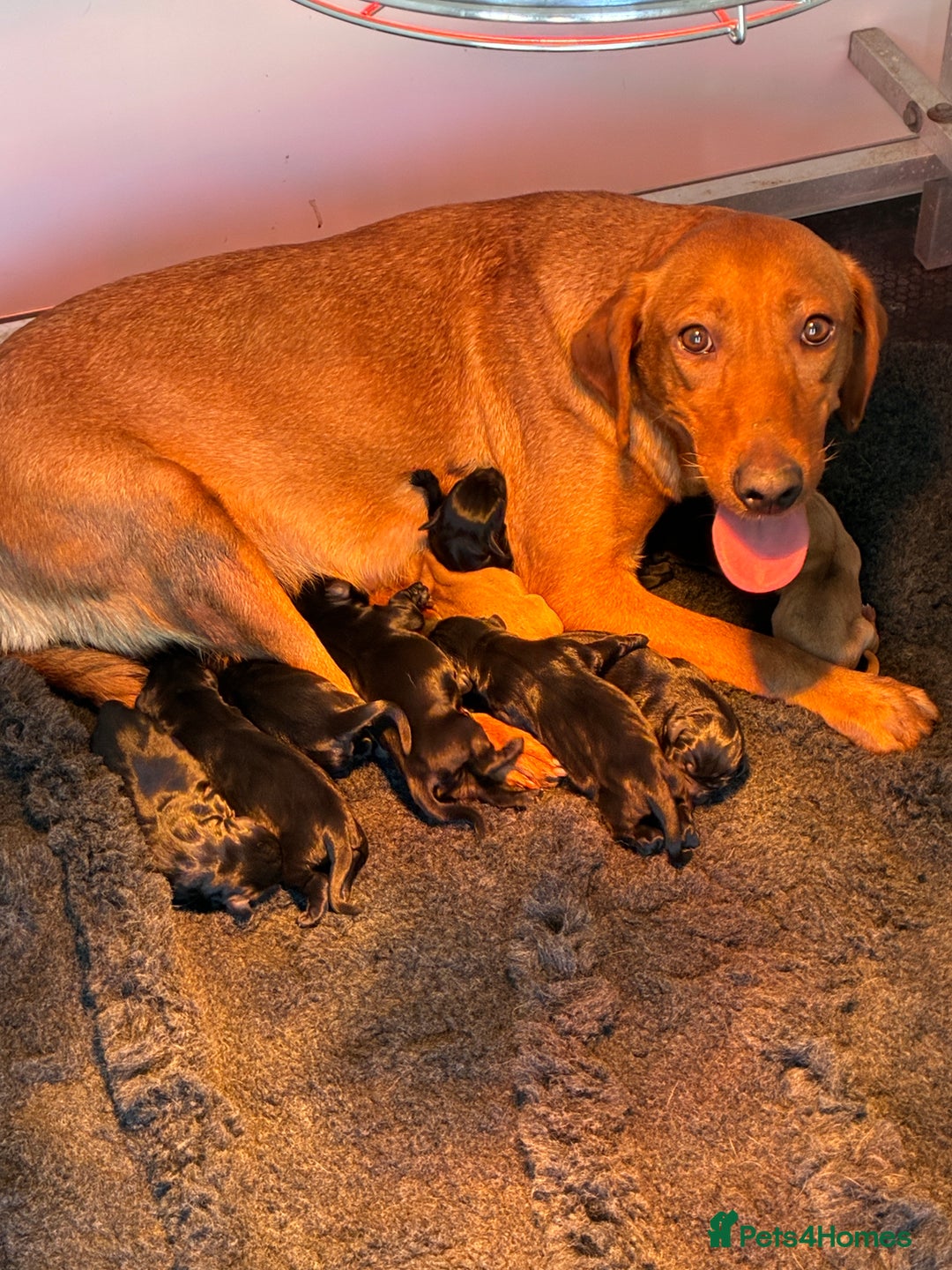 Labrador Retriever dogs for sale: Five Star Council Registered Breeder litter - Image 3