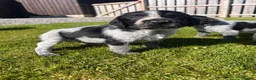 German Wirehaired Pointer dogs for sale: German Wirehaired Pointer Puppies - Advert 11