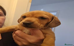 Miniature Dachshund dogs for sale: Shaded Cream Short Miniature Dachshund - Image 6