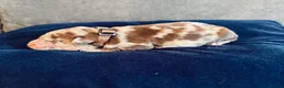 Labradoodle dogs for sale: 🐾 Rare Merle Labradoodles Ready This Summer! 🐾 - Advert 36