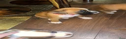 Boxer dogs for sale: Reduced champion bloodline-11 weeks old 🐾  - Advert 18
