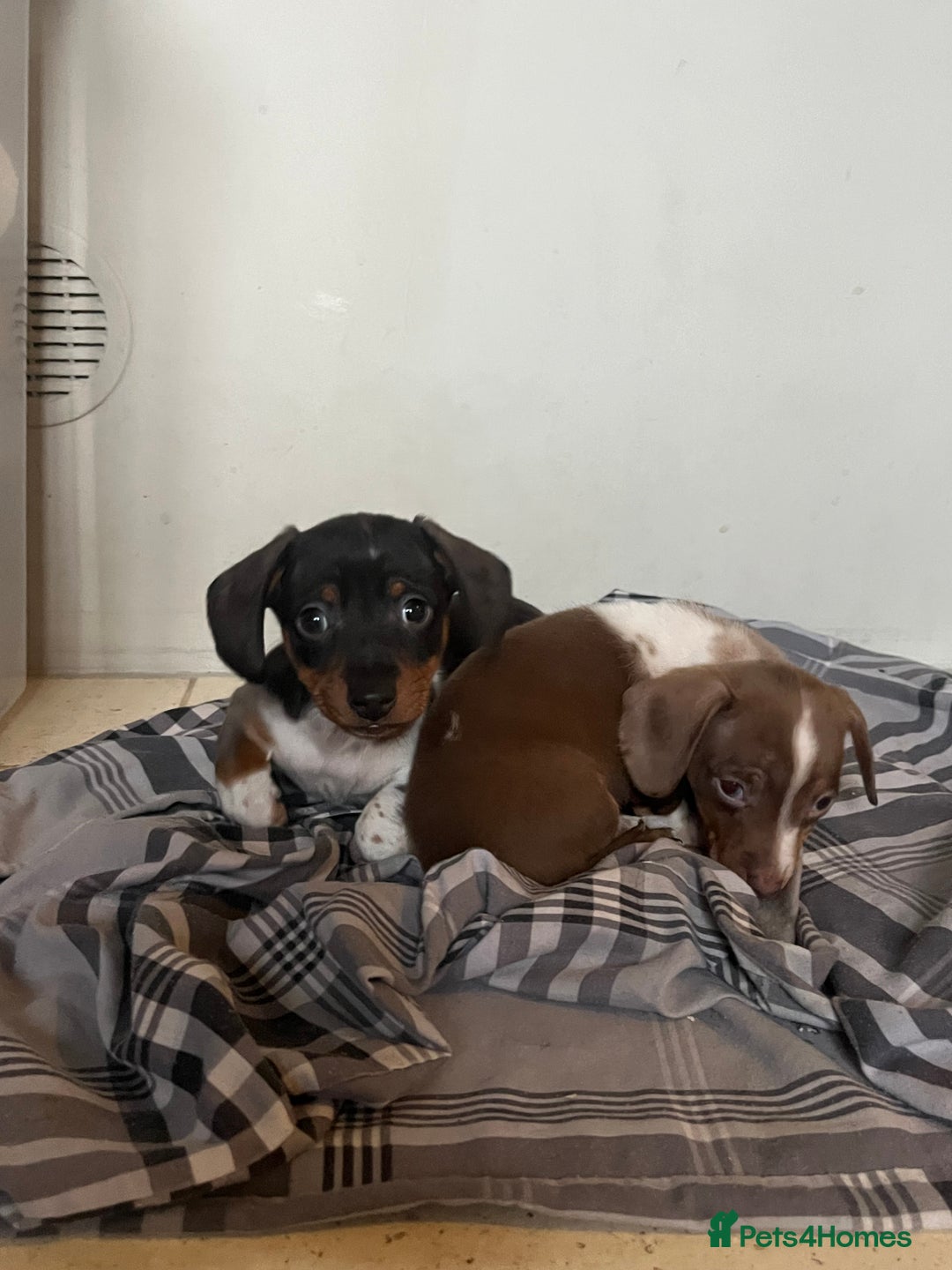 Miniature Dachshund dogs for sale: 💞Ready now Miniature dachshund 💞 - Advert 20
