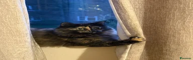 Bonnie