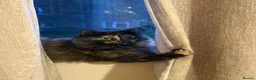 British Shorthair cats for sale: Two Female Cats for Rehome - Advert 3