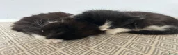 Mixed Breed cats for sale: Cheeky fluffy kittens in Carlisle - Advert 9