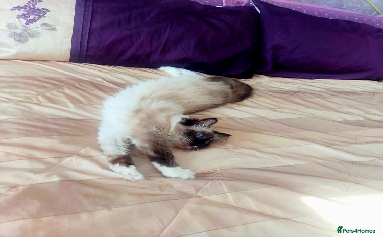 Ragdoll cats - Advert 4