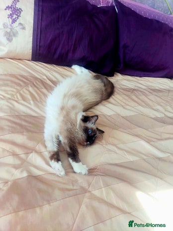Ragdoll cats - Advert 1