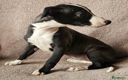 Whippet dogs for sale: **Ready now**KC HEART AND HEALTH TESTED WHIPPETS - Image 20