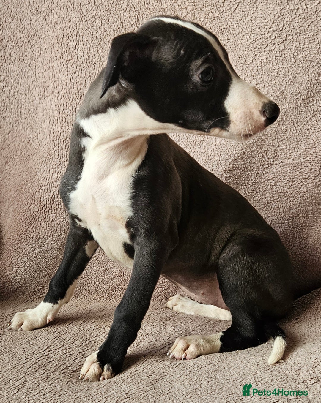 Whippet dogs for sale: **Ready now**KC HEART AND HEALTH TESTED WHIPPETS - Image 20